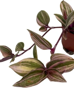 Rainbow Tradescantia Live Plant – 2.5