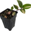 Rainbow Tradescantia Live Plant – 2.5" Pot – Trailing Houseplant – Indoor - Image 1