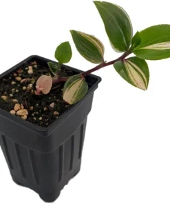 Rainbow Tradescantia Live Plant – 2.5