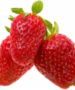 Rainbow Treasure F1 Alpine Strawberry Seeds - 50 Count - Runnerless, Edible Berries - Image 1