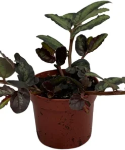Rainbow Vine Pellionia Daveauana Live Plant - 2.5" Pot - Terrarium & Fairy Garden Houseplant - Image 2