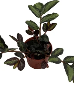 Rainbow Vine Pellionia Daveauana Live Plant - 2.5