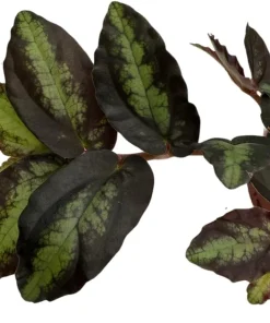 Rainbow Vine Pellionia Daveauana Live Plant - 2.5