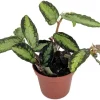 Rainbow Vine Pellionia Daveauana Live Plant - 2.5" Pot - Terrarium & Fairy Garden Houseplant - Image 1