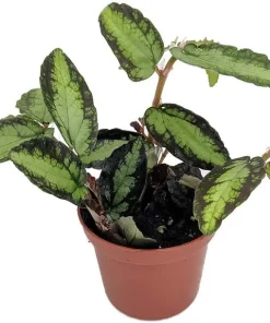 Rainbow Vine Pellionia Daveauana Live Plant - 2.5