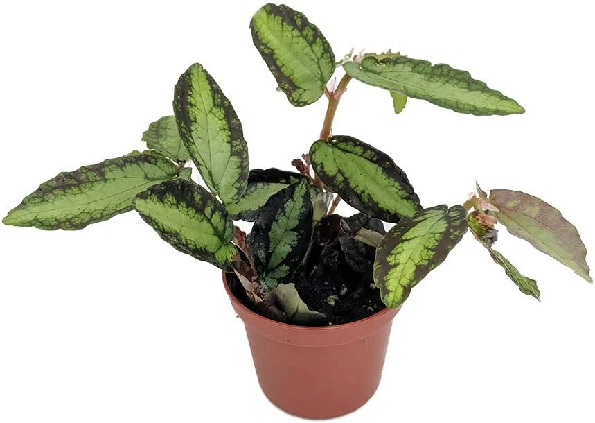 Rainbow Vine Pellionia Daveauana Live Plant - 2.5" Pot - Terrarium & Fairy Garden Houseplant - Image 1