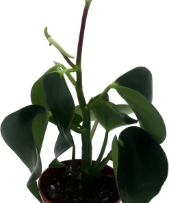 Raindrop Peperomia Live Plant – Peperomia polybotrya – 2.5