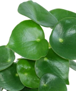 Raindrop Peperomia Live Plant – Peperomia polybotrya – 2.5