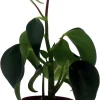 Raindrop Peperomia Live Plant – Peperomia polybotrya – 2.5" Pot – Indoor Houseplant - Image 1