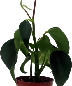 Raindrop Peperomia Live Plant – Peperomia polybotrya – 2.5