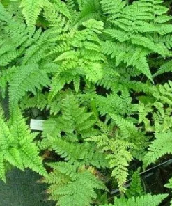 Rare Black Rabbit's Foot Fern Live Plant - 4" Mini Hanging Basket - Indoor - Image 2