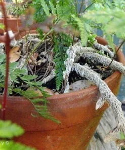 Rare Black Rabbit's Foot Fern Live Plant - 4