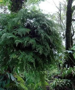 Rare Black Rabbit's Foot Fern Live Plant - 4