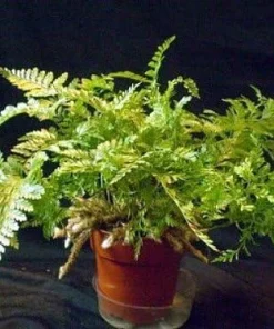 Rare Black Rabbit's Foot Fern Live Plant - 4