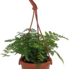 Rare Black Rabbit's Foot Fern Live Plant - 4" Mini Hanging Basket - Indoor - Image 1