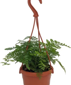 Rare Black Rabbit's Foot Fern Live Plant - 4
