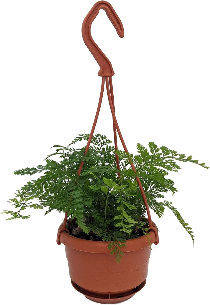 Rare Black Rabbit's Foot Fern Live Plant - 4" Mini Hanging Basket - Indoor - Image 1