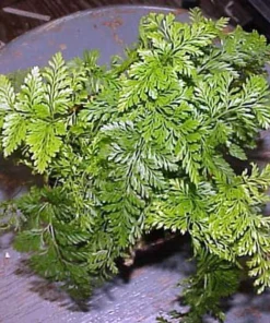 Rare Black Rabbit's Foot Fern Live Plant - 4