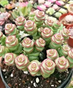 Rare Crassula cv. 'Jade Necklace' Succulent Seeds - 25 Seed Pack - Image 2