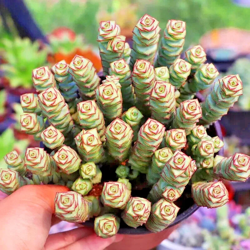 Rare Crassula cv. 'Jade Necklace' Succulent Seeds - 25 Seed Pack - Image 1