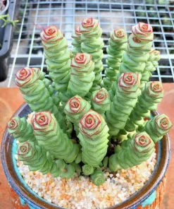 Rare Crassula cv. 'Jade Necklace' Succulent Seeds - 25 Seed Pack - Image 4