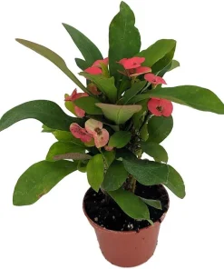 Rare Eos Biblical Crown of Thorns Plant - Euphorbia - Red/Pink - 2.5