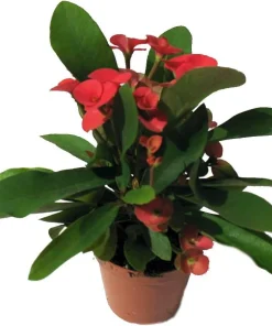 Rare Eos Biblical Crown of Thorns Plant - Euphorbia - Red/Pink - 2.5