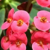 Rare Eos Biblical Crown of Thorns Plant - Euphorbia - Red/Pink - 2.5" Pot - Image 1