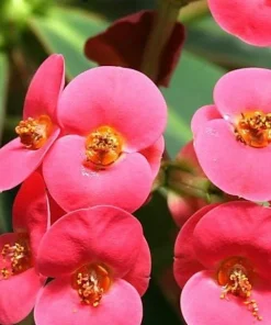 Rare Eos Biblical Crown of Thorns Plant - Euphorbia - Red/Pink - 2.5