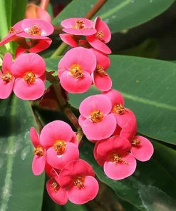 Rare Eos Biblical Crown of Thorns Plant - Euphorbia - Red/Pink - 2.5