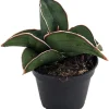 Rare Samurai Sword Snake Plant - Sansevieria ehrenbergii Live Plant - 2 inch Pot - Indoor - Image 1