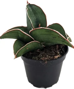 Rare Samurai Sword Snake Plant - Sansevieria ehrenbergii Live Plant - 2 inch Pot - Indoor - Image 1