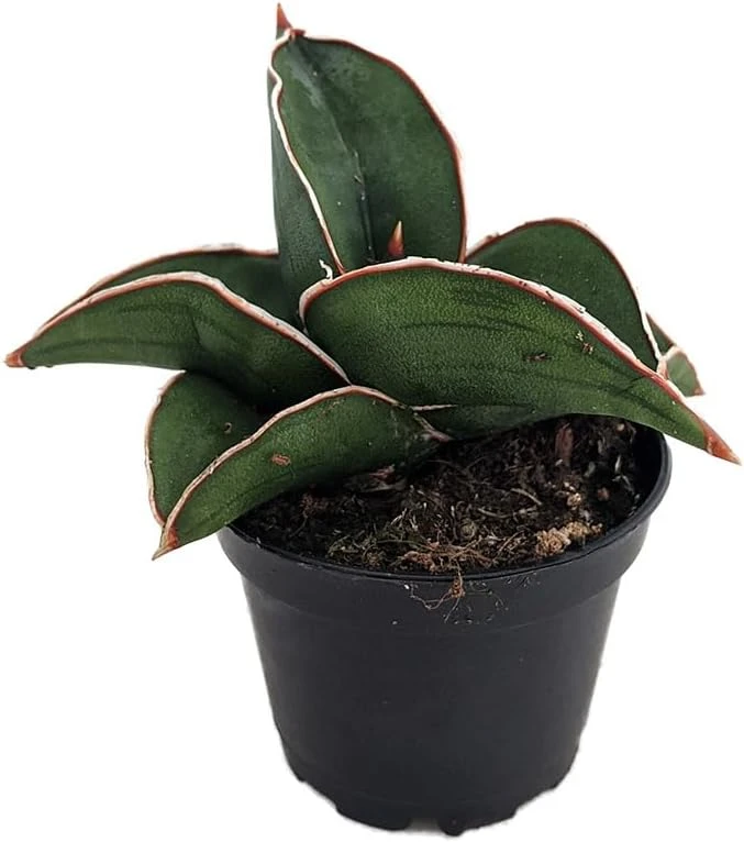 Rare Samurai Sword Snake Plant - Sansevieria ehrenbergii Live Plant - 2 inch Pot - Indoor - Image 1