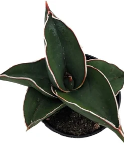 Rare Samurai Sword Snake Plant - Sansevieria ehrenbergii Live Plant - 2 inch Pot - Indoor - Image 2