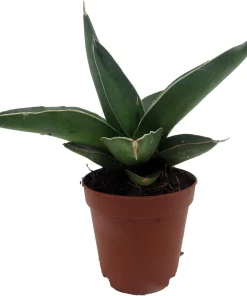 Rare Samurai Sword Snake Plant - Sansevieria ehrenbergii Live Plant - 2 inch Pot - Indoor - Image 3