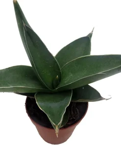 Rare Samurai Sword Snake Plant - Sansevieria ehrenbergii Live Plant - 2 inch Pot - Indoor - Image 4