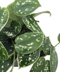 Rare Silver Cloud Philodendron - Scindapsus pictus - Easy - 2 Plants - 3" Pot - Image 2