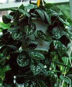 Rare Silver Cloud Philodendron - Scindapsus pictus - Easy - 2 Plants - 3