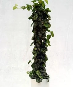Rare Silver Cloud Philodendron - Scindapsus pictus - Easy - 2 Plants - 3