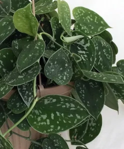Rare Silver Cloud Philodendron - Scindapsus pictus - Easy - 2 Plants - 3