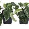 Rare Silver Cloud Philodendron - Scindapsus pictus - Easy - 2 Plants - 3" Pot - Image 1