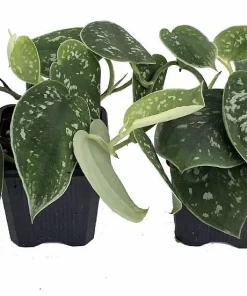 Rare Silver Cloud Philodendron - Scindapsus pictus - Easy - 2 Plants - 3