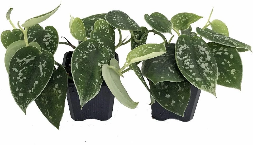 Rare Silver Cloud Philodendron - Scindapsus pictus - Easy - 2 Plants - 3" Pot - Image 1