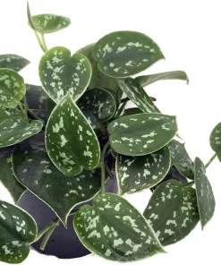 Rare Silver Cloud Philodendron - Scindapsus pictus - Easy - 2 Plants - 3