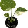 Rare Thai Constellation Monstera Live Plant - 4 inch Pot - Indoor - Image 1