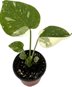 Rare Thai Constellation Monstera Live Plant - 4 inch Pot - Indoor - Image 1