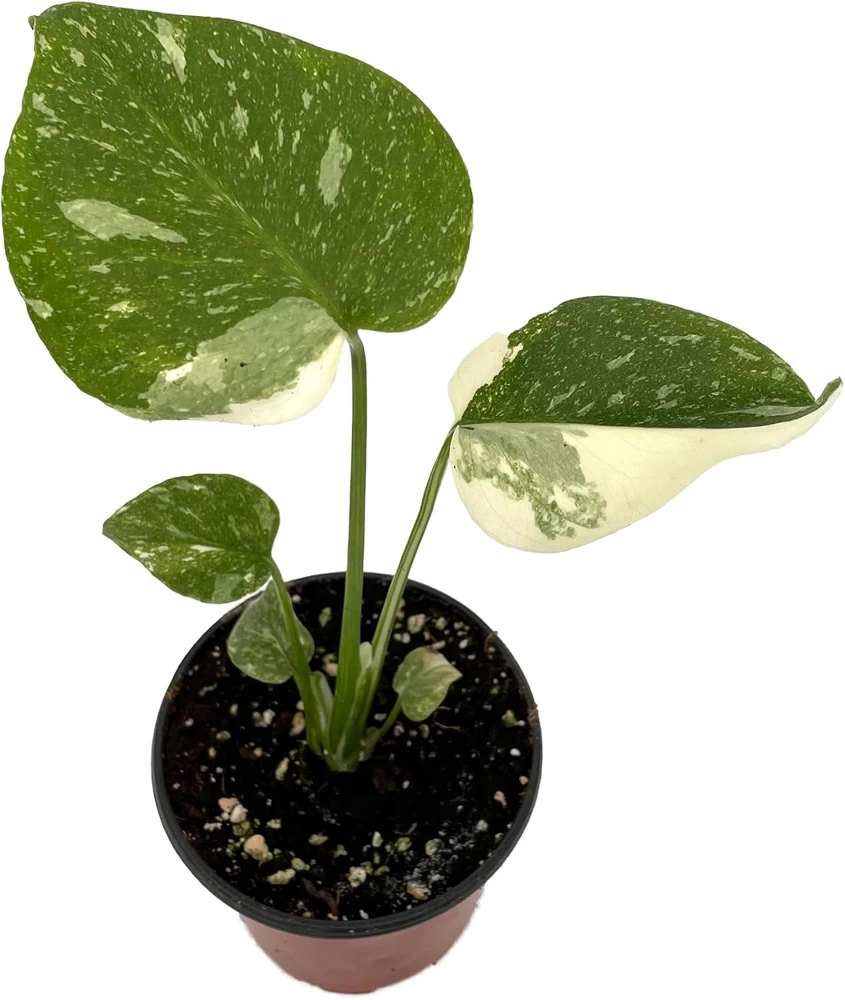 Rare Thai Constellation Monstera Live Plant - 4 inch Pot - Indoor - Image 1