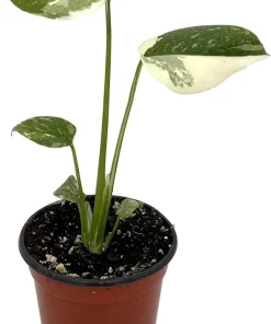 Rare Thai Constellation Monstera Live Plant - 4 inch Pot - Indoor - Image 2