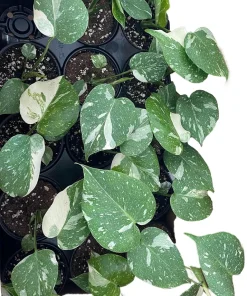 Rare Thai Constellation Monstera Live Plant - 4 inch Pot - Indoor - Image 3
