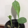 Rare White Turmeric Live Plant (Curcuma Zeodaria) - 5-10 inch Flowering Ginger - Image 1